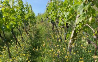 Motýlí směs vychází zhruba na 3000 korun na hektar. Vydrží přitom mnoho let. Foto: poskytnuto Martinem Hlávkou