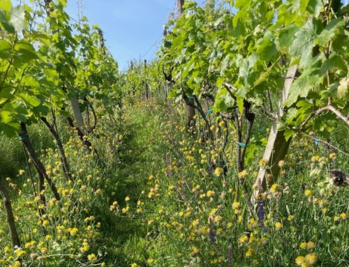 „Eroze už na našem vinohradu neprobíhá,“ říká vinař. Pomohlo mu vysazení „motýlího“ osiva