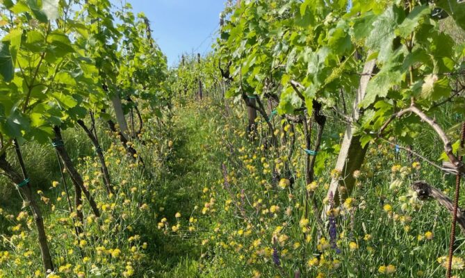 Motýlí směs vychází zhruba na 3000 korun na hektar. Vydrží přitom mnoho let. Foto: poskytnuto Martinem Hlávkou
