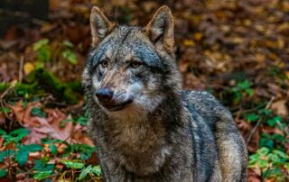 V Evropské unii dnes žije přes 20 tisíc vlků. Foto: Kenny Goossen, Unsplash