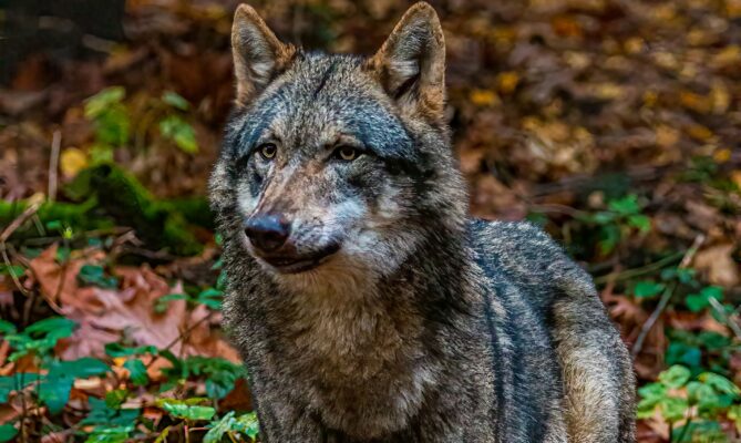 V Evropské unii dnes žije přes 20 tisíc vlků. Foto: Kenny Goossen, Unsplash