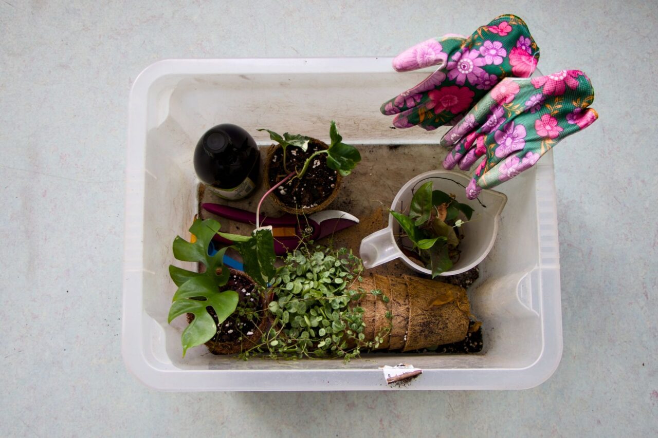 S péčí o pokojové rostliny začaly Jolana a Elena Šádkovy radit lidem už před sedmi lety, dnes mají stálou komunitu na sociálních sítích. Foto: Karolína Chlumecká, Ekonews