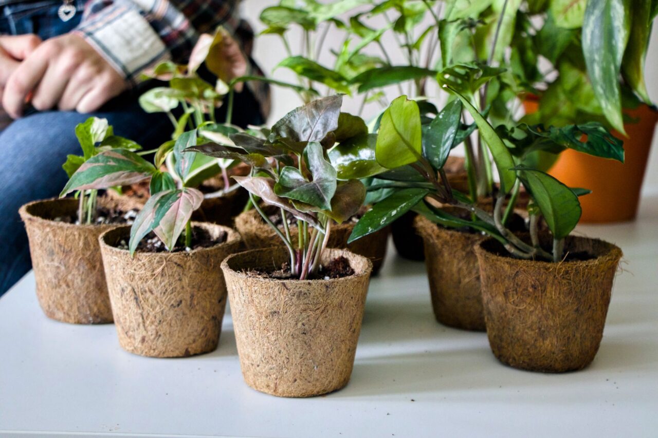 Farmářky z paneláku se věnují udržitelnému pěstování pokojovek, od substrátů po postřiky. Foto: Karolína Chlumecká, Ekonews