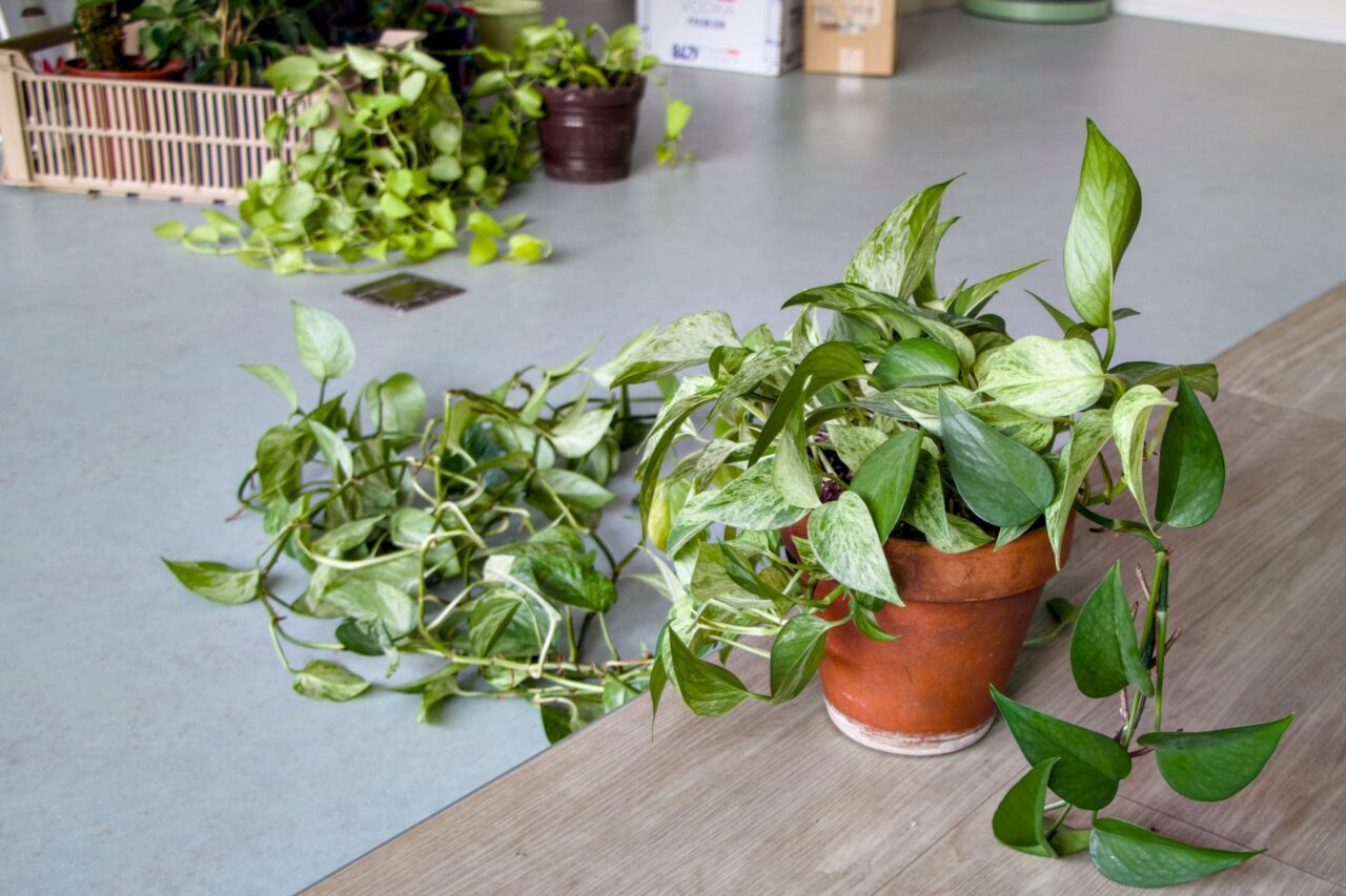 Rostliny od minulého roku prodávají přes svůj e-shop, nabízejí k nim také poradenství. Foto: Karolína Chlumecká, Ekonews