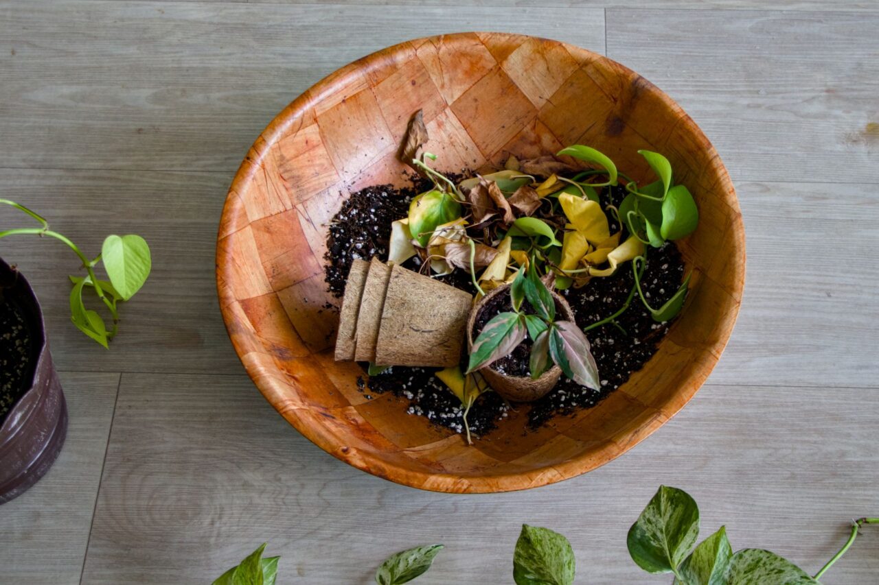 O pokojovky se chodí starat také k lidem domů. Pomohou prý s běžnou údržbou i napadením škůdci. Foto: Karolína Chlumecká, Ekonews