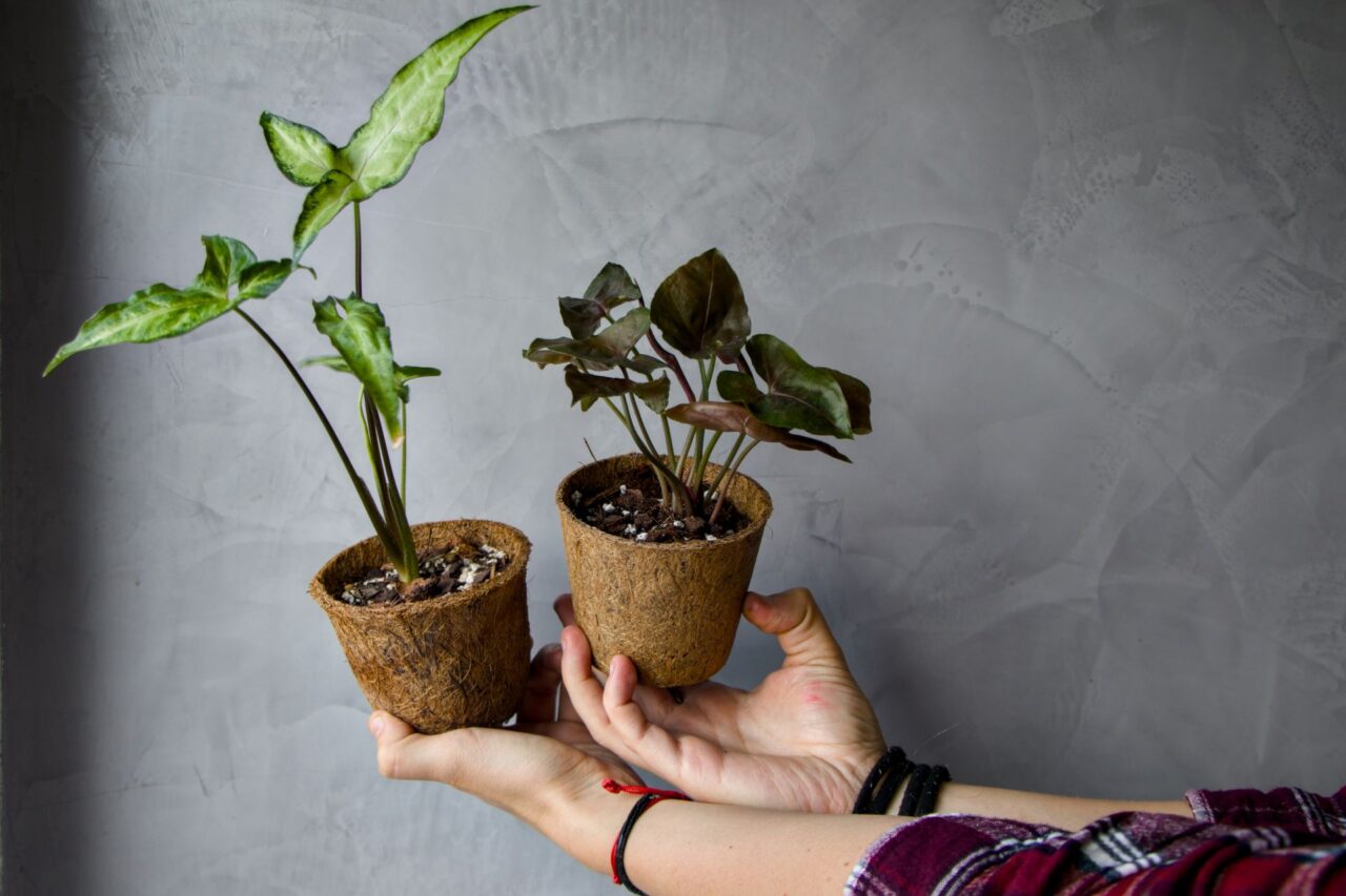 Vlastní výpěstky sázejí do kokosových květináčů. Ty jsou vyrobené z odpadu a zcela se po dosloužení rozloží. Foto: Karolína Chlumecká, Ekonews