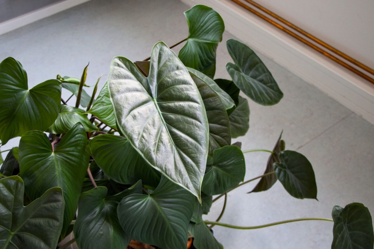 Sestry se vyhýbají chemii a rostliny nepřihnojují. Živiny jim dodávají v substrátu. Foto: Karolína Chlumecká, Ekonews