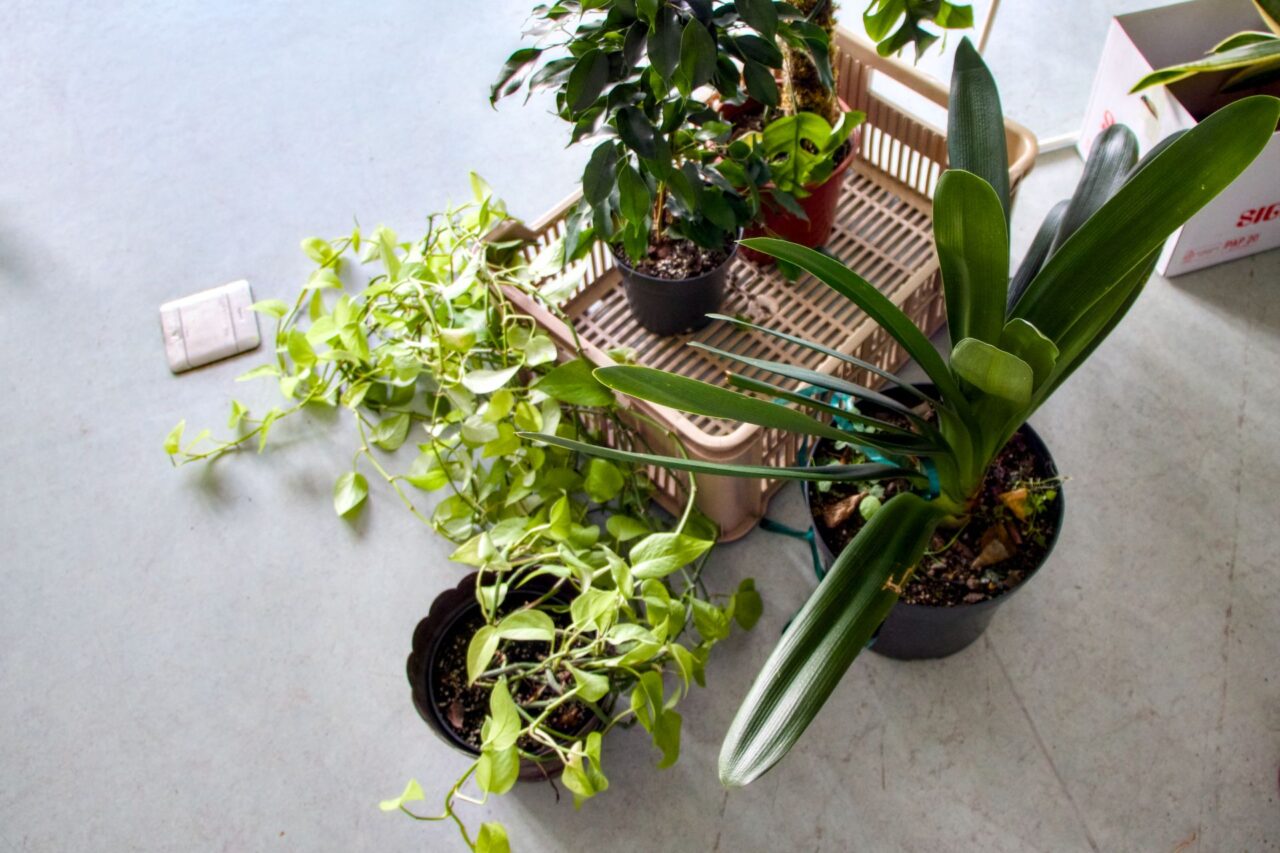 Při napadení škůdci lépe poslouží nimbový olej než pesticidy. Foto: Karolína Chlumecká, Ekonews