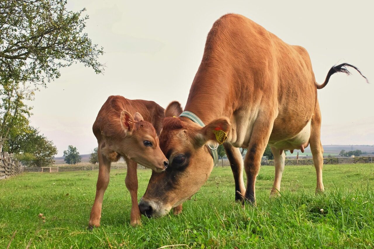 Rodinná ekofarma Člupy chová zhruba deset krav a stovku ovcí. Foto: poskytnuto rodinnou ekofarmou Člupy