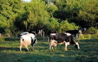 Nejdůležitější je na farmě nedaleko Uherského Brodu stádo zhruba 150 kusů dobytka, který tady chovají na mléko i maso. Foto: Farma Šobáňovi