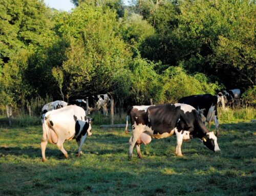 Kukuřici sázíme přímo do staré vojtěšky a oráme už jen na části polí, popisuje farmář