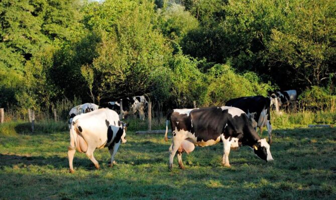 Nejdůležitější je na farmě nedaleko Uherského Brodu stádo zhruba 150 kusů dobytka, který tady chovají na mléko i maso. Foto: Farma Šobáňovi