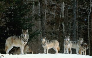 V Evropské unii žije nyní podle odhadů kolem 20 tisíc vlků. Ilustrační foto: Getty Images