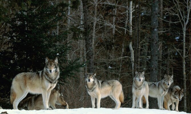 V Evropské unii žije nyní podle odhadů kolem 20 tisíc vlků. Ilustrační foto: Getty Images