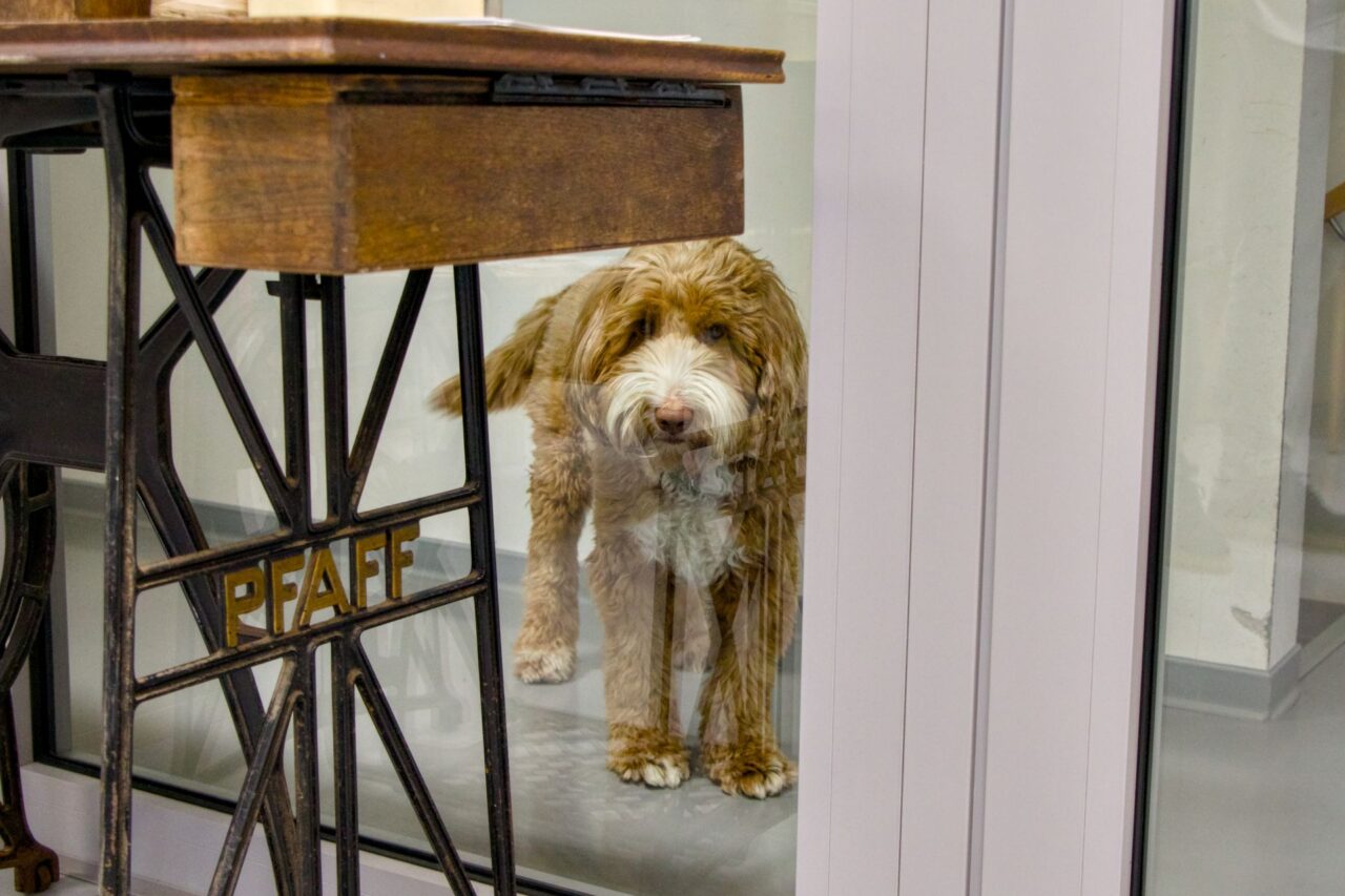 Labradoodle Ferda, pes majitelů, na prohlídce šicí dílny. Foto: Karolína Chlumecká, Ekonews