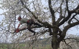 Ošetřování třešní v ovocném sadu v blízkosti rozvodny v Sušice. Foto: poskytnuto společností ČEZ