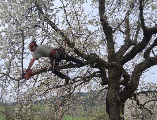 Technický areál pomáhá přírodě aneb Posílení biodiverzity v areálu transformovny Sušice