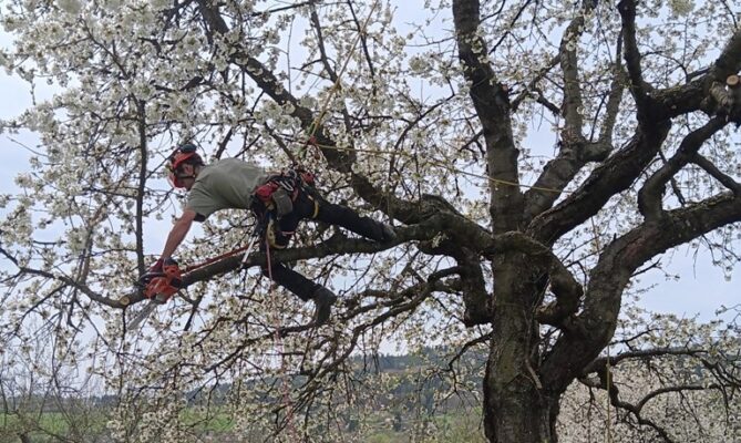 Ošetřování třešní v ovocném sadu v blízkosti rozvodny v Sušice. Foto: poskytnuto společností ČEZ