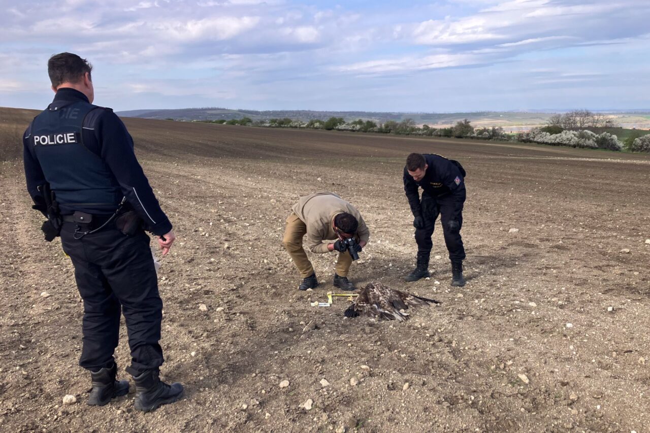 Klára Hlubocká jezdí za traviči po celé republice. Tnto snímek pochází z Břeclavska. Spolupracuje s Policií ČR. Foto: Klára Hlubocká