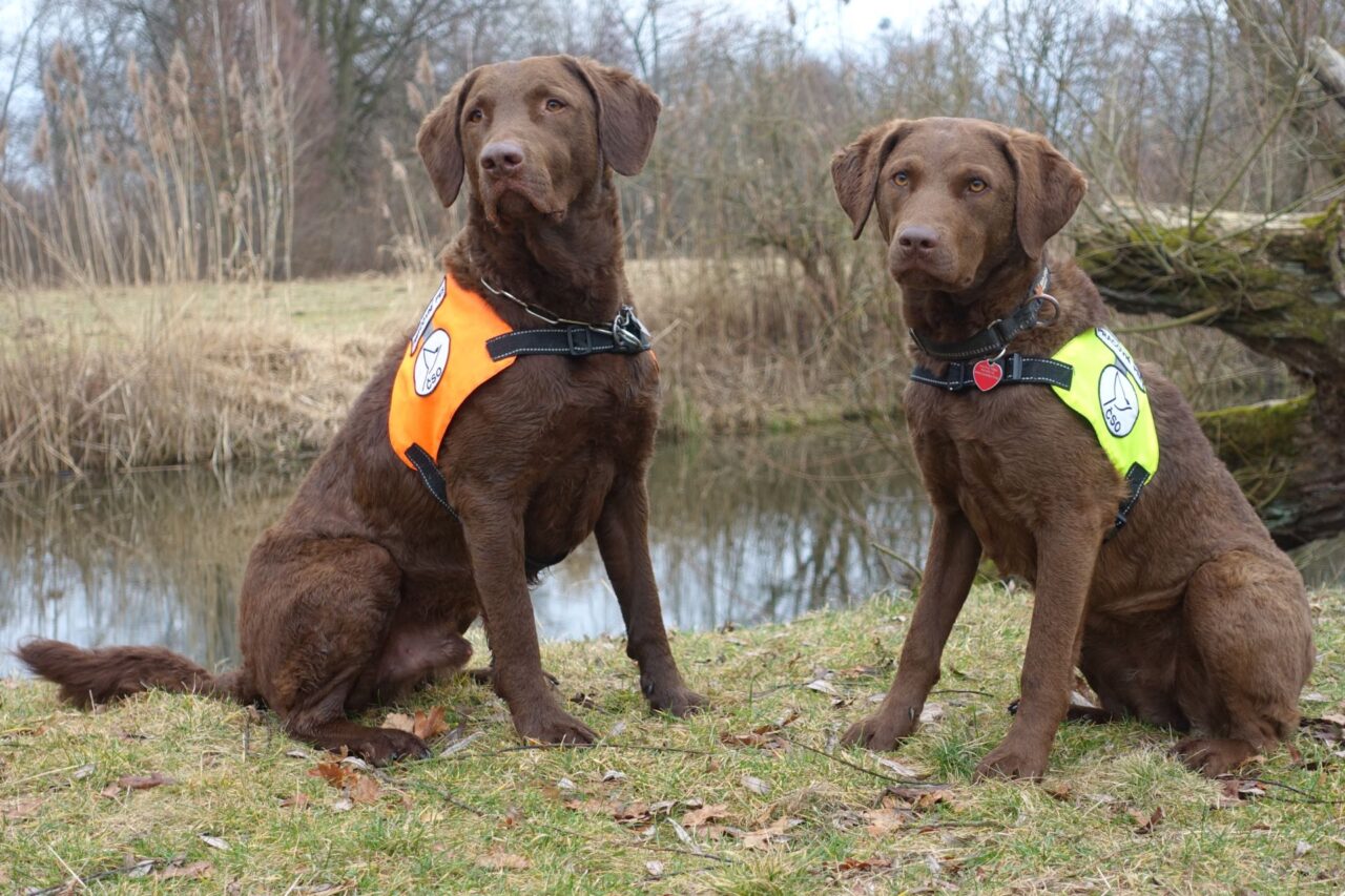 Retrívři Kláry Hlubocké mají speciální výcvik. Umějí vyhledat otrávená zvířata, a dokonce i jed v domech travičů. Foto: poskytnuto ČSO