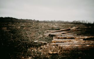 Nařízení proti odlesňování má pro velké firmy platit od roku 2027. Foto: Annie Spratt, Unsplash