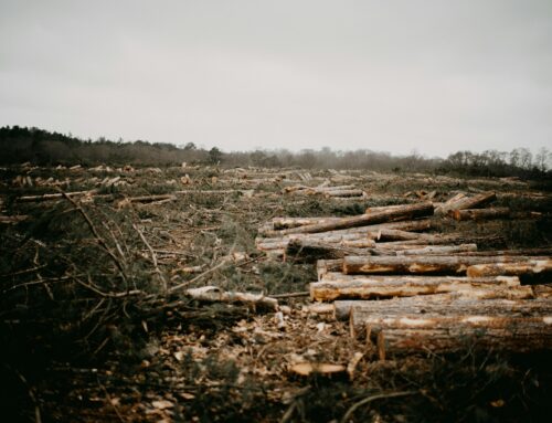 Co přinese rok 2026 v ESG. Pozor na nařízení proti odlesňování i na zelená tvrzení od září
