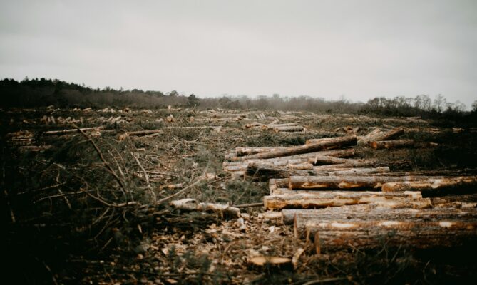 Nařízení proti odlesňování má pro velké firmy platit od roku 2027. Foto: Annie Spratt, Unsplash