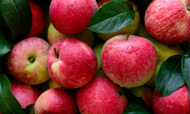 Pesticidy na jablkách nejčastěji ulpívají na slupce. Proto je základem důkladné omytí. Ilustrační foto: Unsplash