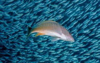 Žábry sardinek (v pozadí) a podobných ryb inspirovaly výzkumníky k vývoji nového filtru na mikroplasty. Ilustrační foto: Getty Images