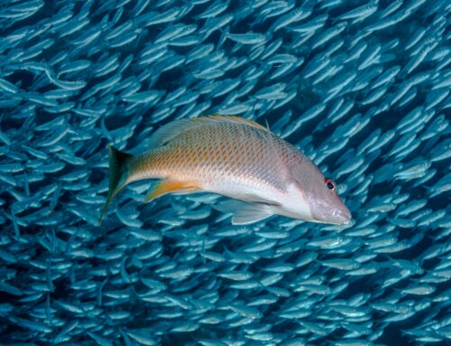 Budou pračky filtrovat mikroplasty? Nápad experti okoukali od malých ryb zachytávajících plankton