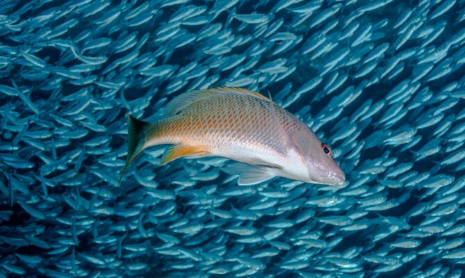Žábry sardinek (v pozadí) a podobných ryb inspirovaly výzkumníky k vývoji nového filtru na mikroplasty. Ilustrační foto: Getty Images