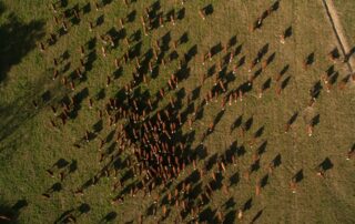 Chovem dobytka je v Jižní Americe známá především Argentina. Foto: Nicolás Perondi, Unsplash