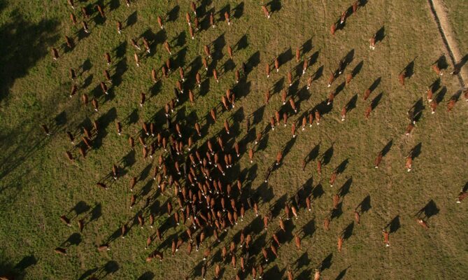 Chovem dobytka je v Jižní Americe známá především Argentina. Foto: Nicolás Perondi, Unsplash