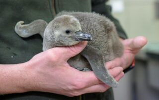 Mládě tučňáka Humboldtova, který se narodil v prosinci loňského roku v pražské ZOO. Foto: poskytnuto ZOO Praha