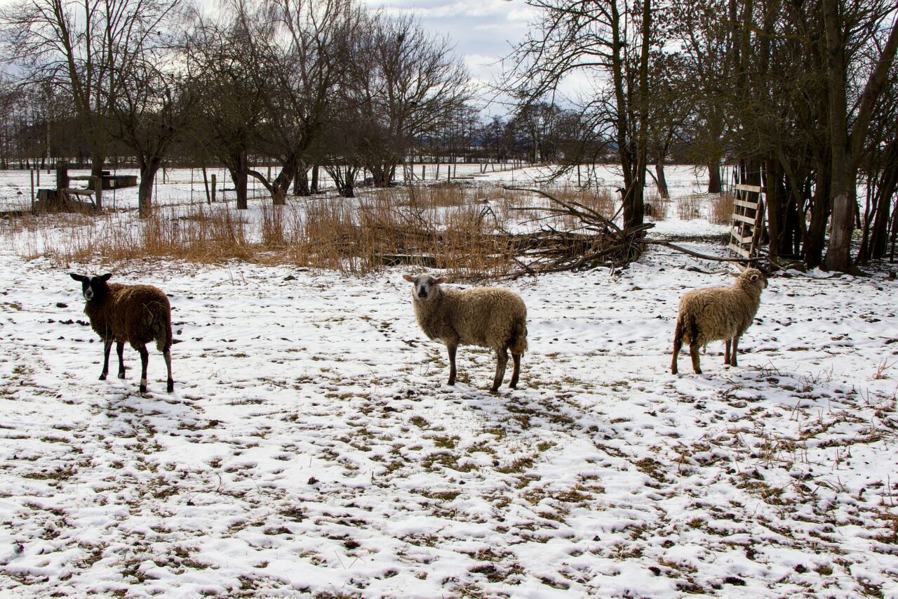 Musil má ve svém stádu několik plemen ovcí. U kusů chovaných na maso nevadí, že jsou mixem různých plemen. Foto: Karolína Chlumecká, Ekonews