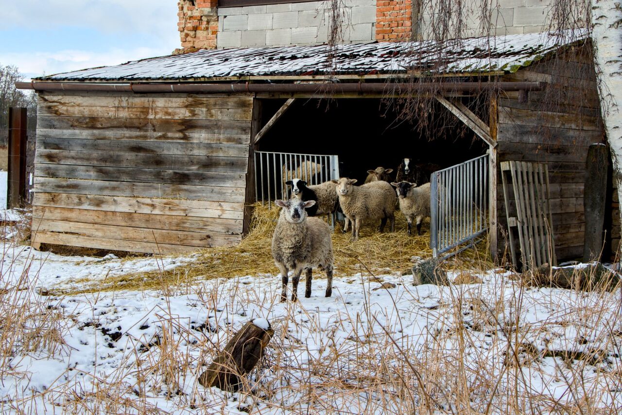 Ekonews navštívily Ovčí farmu Zderaz v polovině února. Zvířata podle Petra Musila mají žít na venku na pastvě. Foto: Karolína Chlumecká, Ekonews
