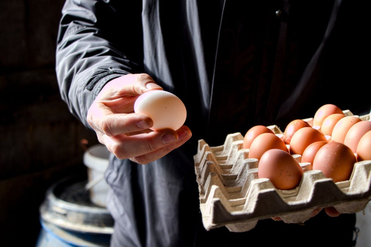 Loni si Petr Musil pořídil padesát slepic a prodává vajíčka ze dvora. Foto: Karolína Chlumecká, Ekonews