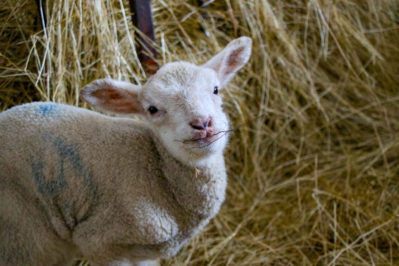 Mláďata se rodí denně od konce prosince do dubna, nejvíce v době novoluní. Foto: Karolína Chlumecká, Ekonews
