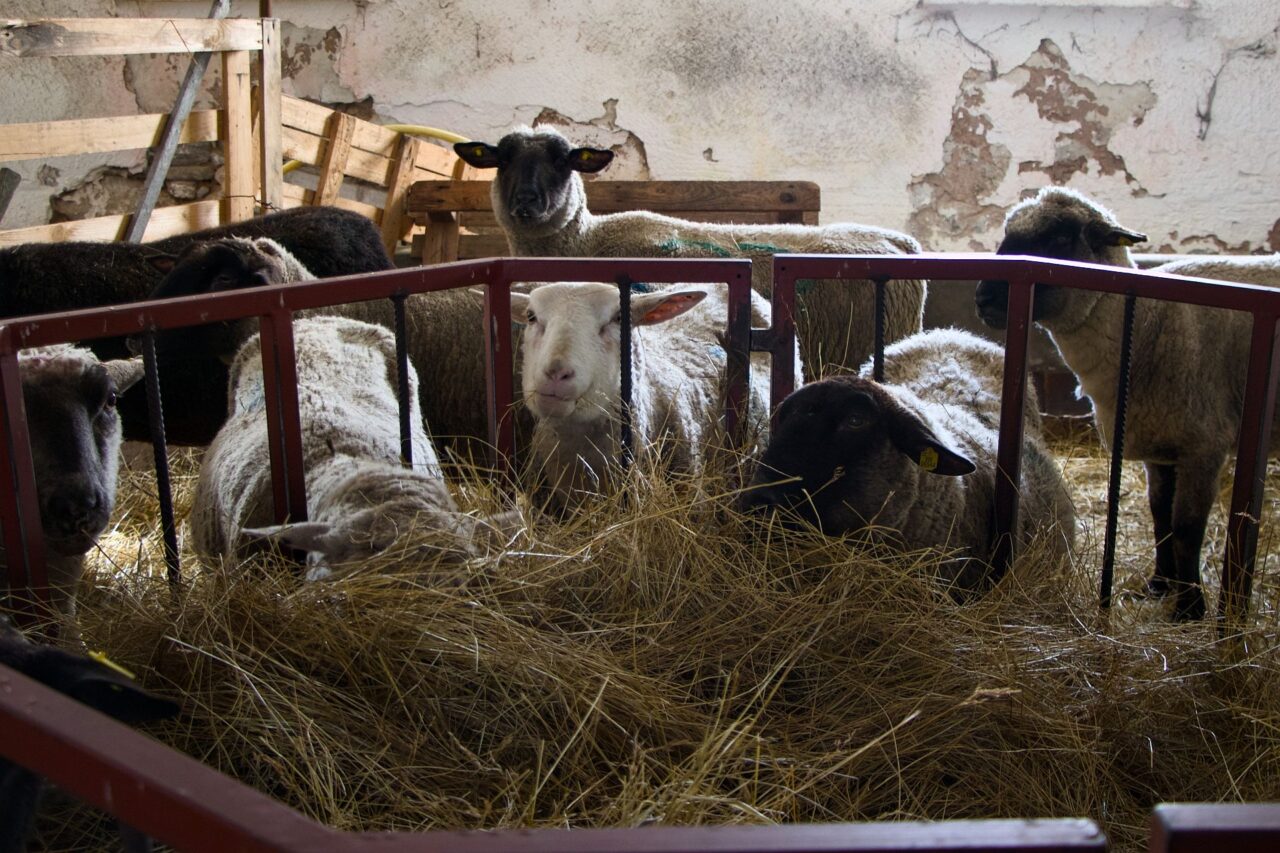 Na jaře přesune Musil část stáda do nedalekých Zákolan, kde ovce budou spásat oblast s výskytem vzácného hlaváčku jarního. Foto: Karolína Chlumecká, Ekonews