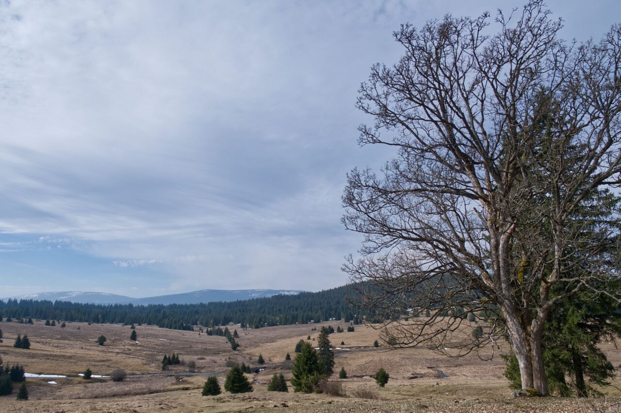 Oblast zaniklé obce Zhůří, kterou protéká říčka Křemelná. Nedaleká bezzásahová zóna je klíčová pro populaci tetřívka obecného. Foto: Tereza Koudelová, Ekonews