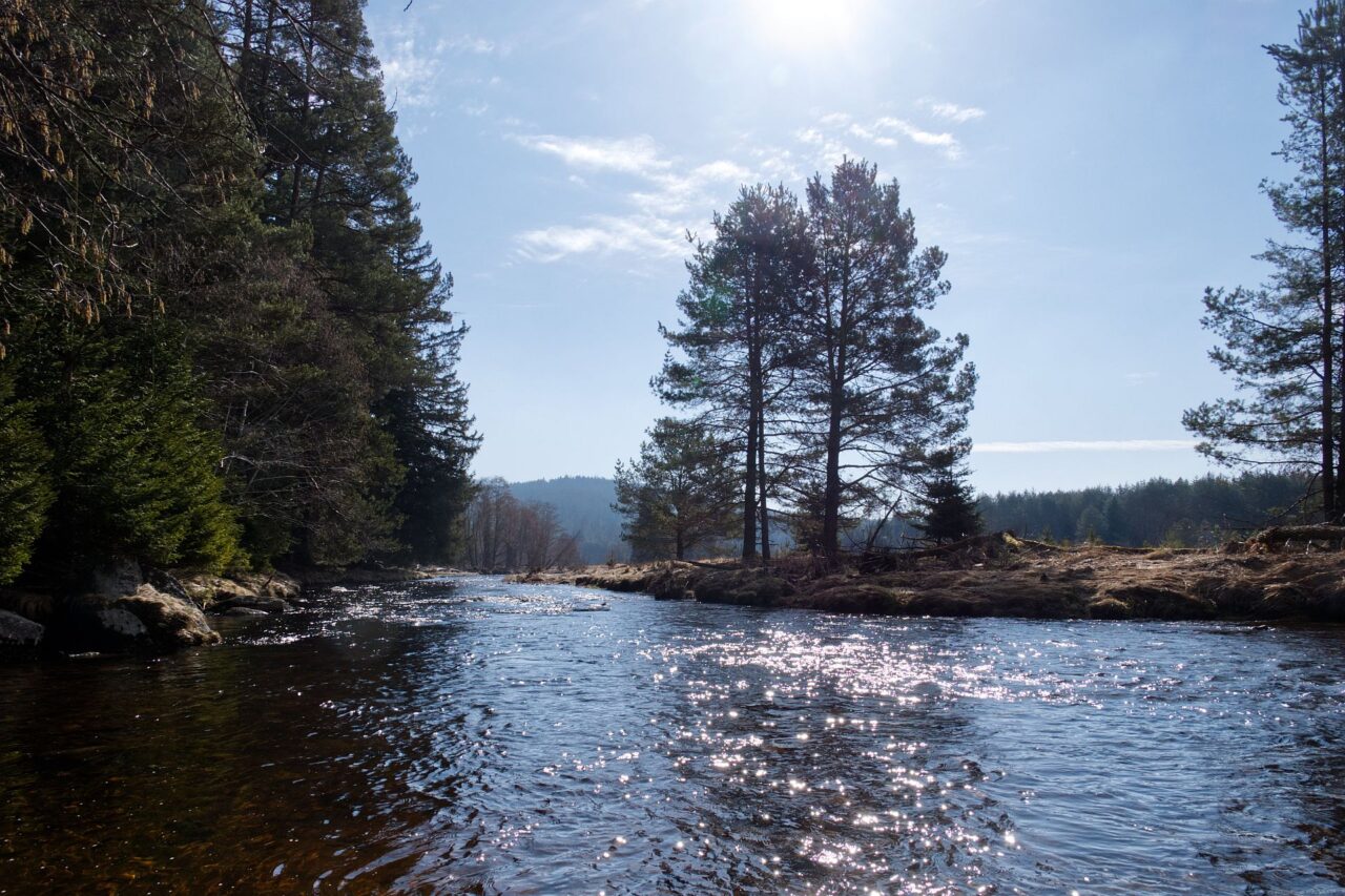 Nedaleko řeky jsme našli stopy po bobřím zásahu. Foto: Tereza Koudelová, Ekonews