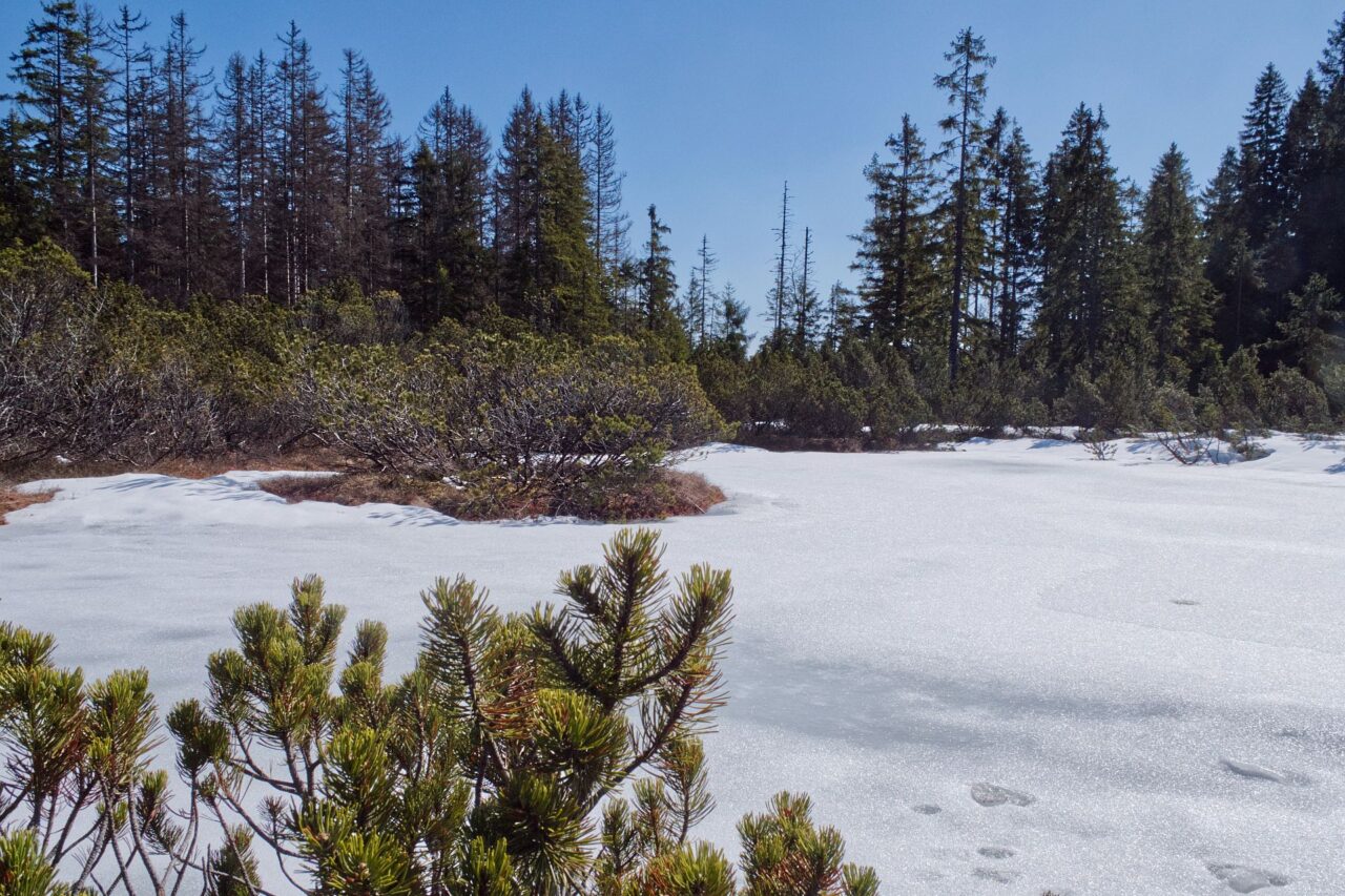 Tříjezerní slať je součástí komplexu rašelinišť Modravské slatě. Ta je domovem vzácných druhů, některé zde žijí od konce doby ledové. Foto: Tereza Koudelová, Ekonews