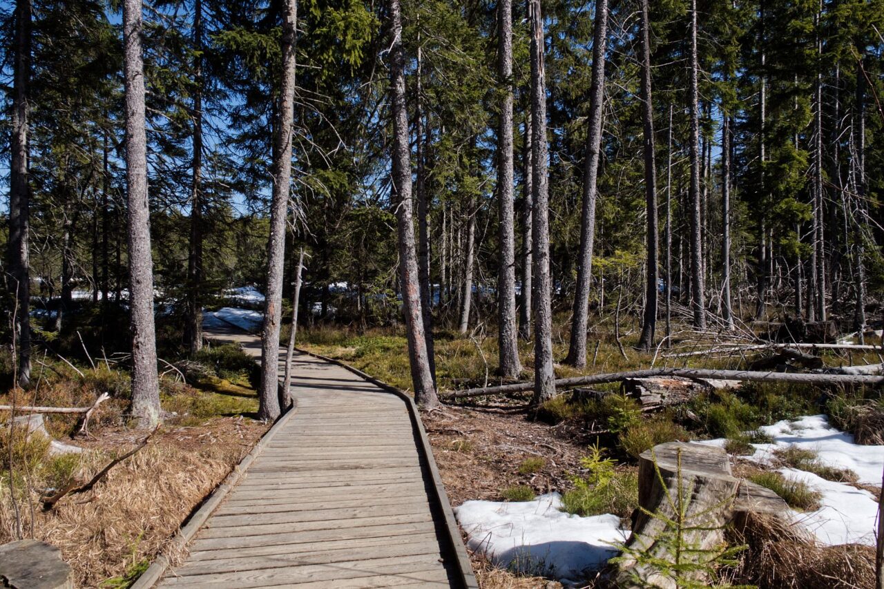Tříjezerní slať představuje rašeliniště s charakterem blízkým severské tundře a tajze. Foto: Tereza Koudelová, Ekonews