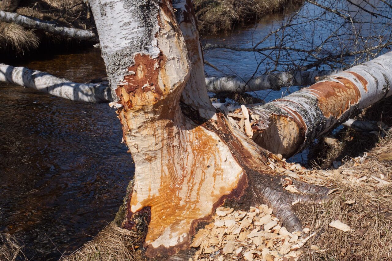 Tady byl bobr. V parku jich žije asi osm stovek. Foto: Tereza Koudelová, Ekonews