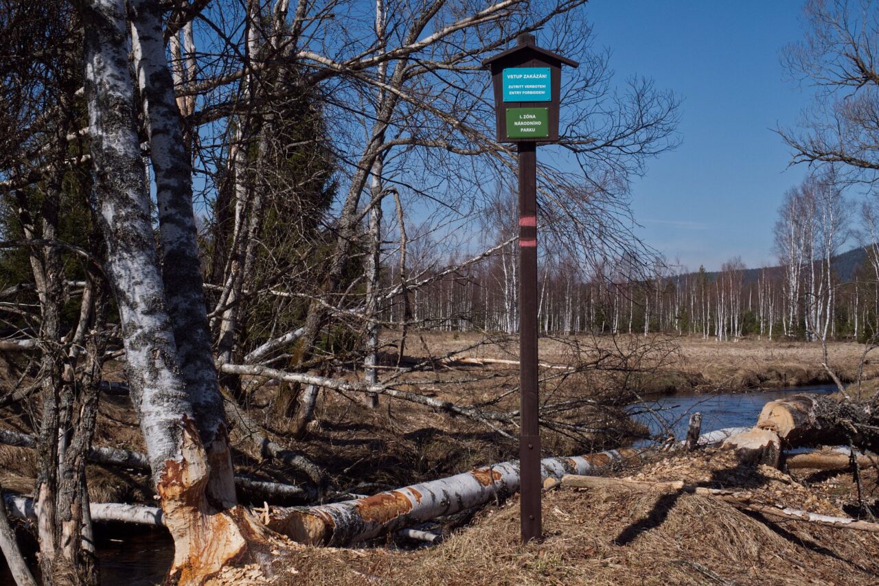 Bobří dílo na hranici bezzásahové zóny u Dolního Cazova v Národním parku Šumava. Foto: Tereza Koudelová, Ekonews