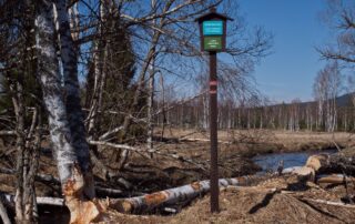 Bobří dílo na hranici bezzásahové zóny u Dolního Cazova v Národním parku Šumava. Foto: Tereza Koudelová, Ekonews
