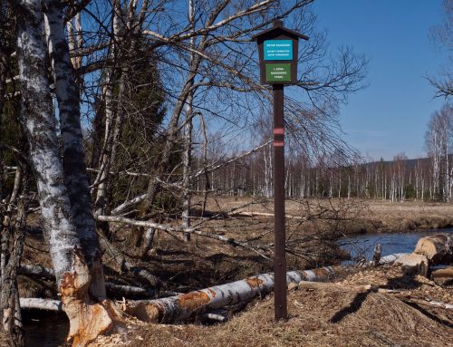 Šumava bývala „továrnou na dřevo“, dnes v národním parku kácejí hlavně bobři