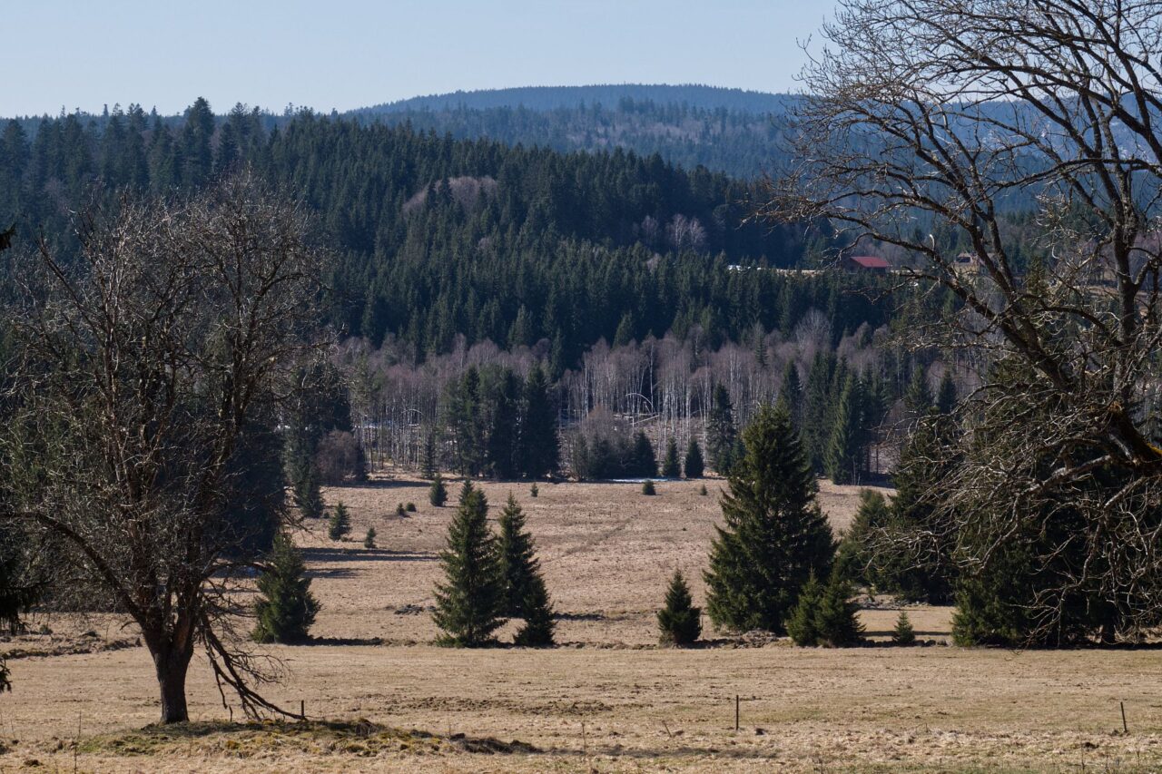 Výhled na státní hranici v místě, kde začíná březový porost. Bohumila Hasila zastřelili nedaleko. Foto: Tereza Koudelová, Ekonews