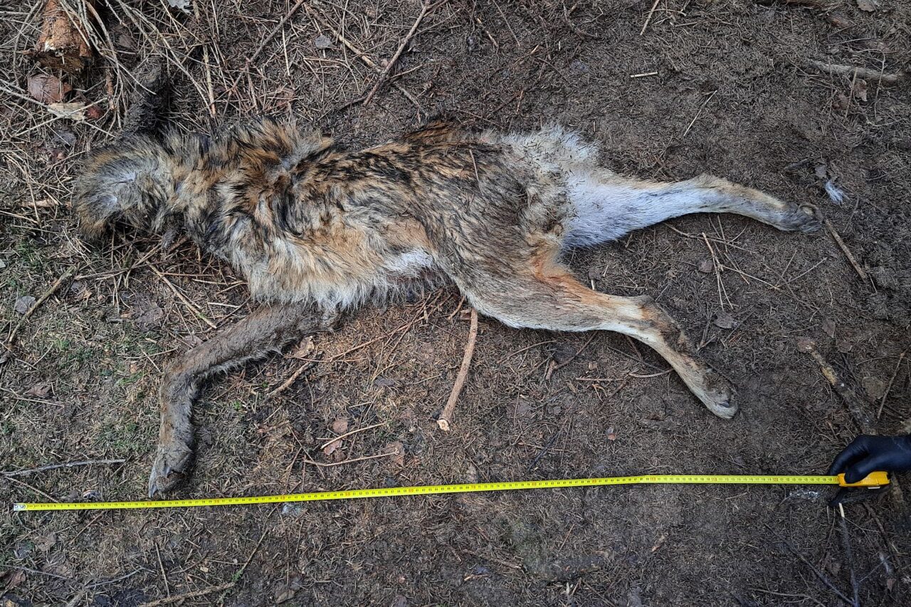 Za poslední rok se v Česku eviduje desítka případů nelegálního zabíjení vlků. Foto: postkytnuto Janem Suchým, Justice for Nature