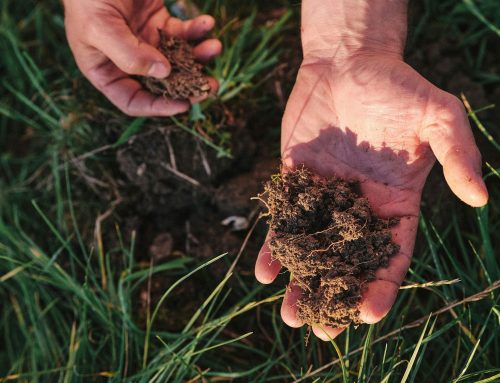 Trh s uhlíkovými kredity z půdy se v Česku rozvíjí pomalu. Aktivní je jen Carboneg
